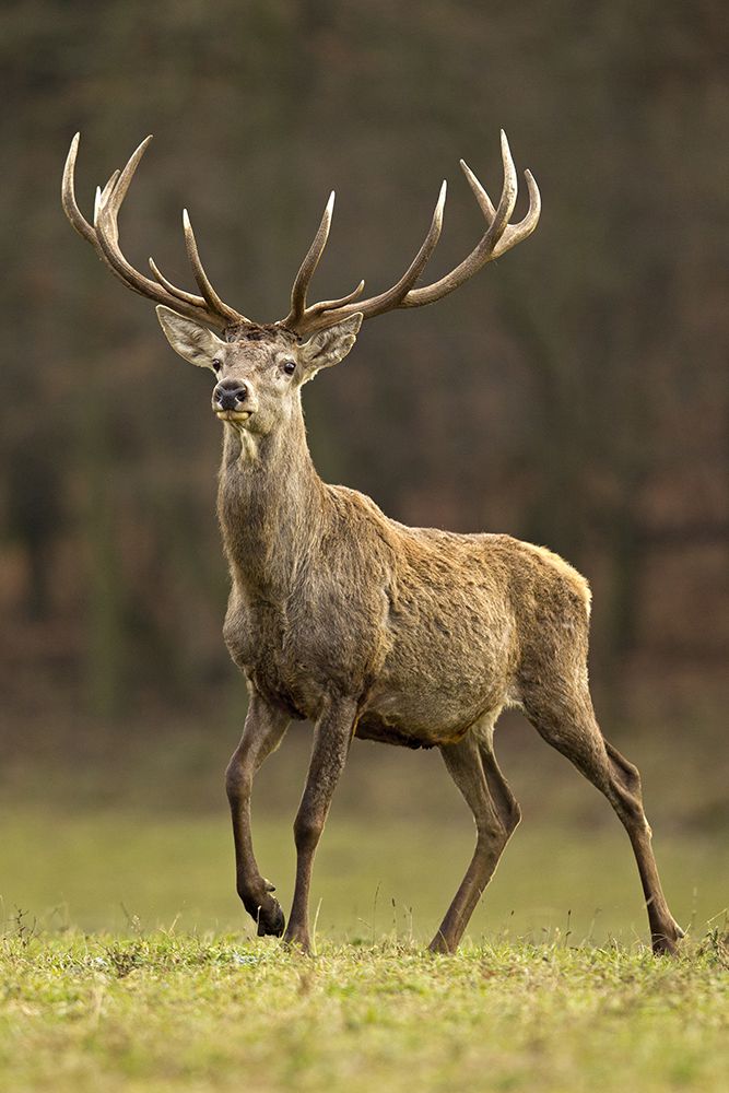 Bernáth Sándor dr. 