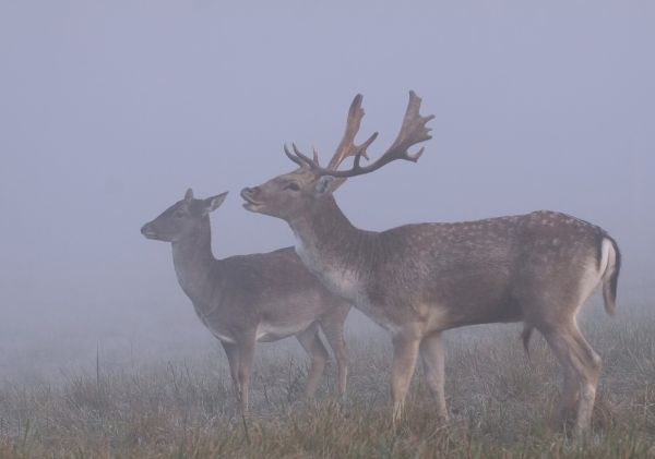 Csak neked énekelek...