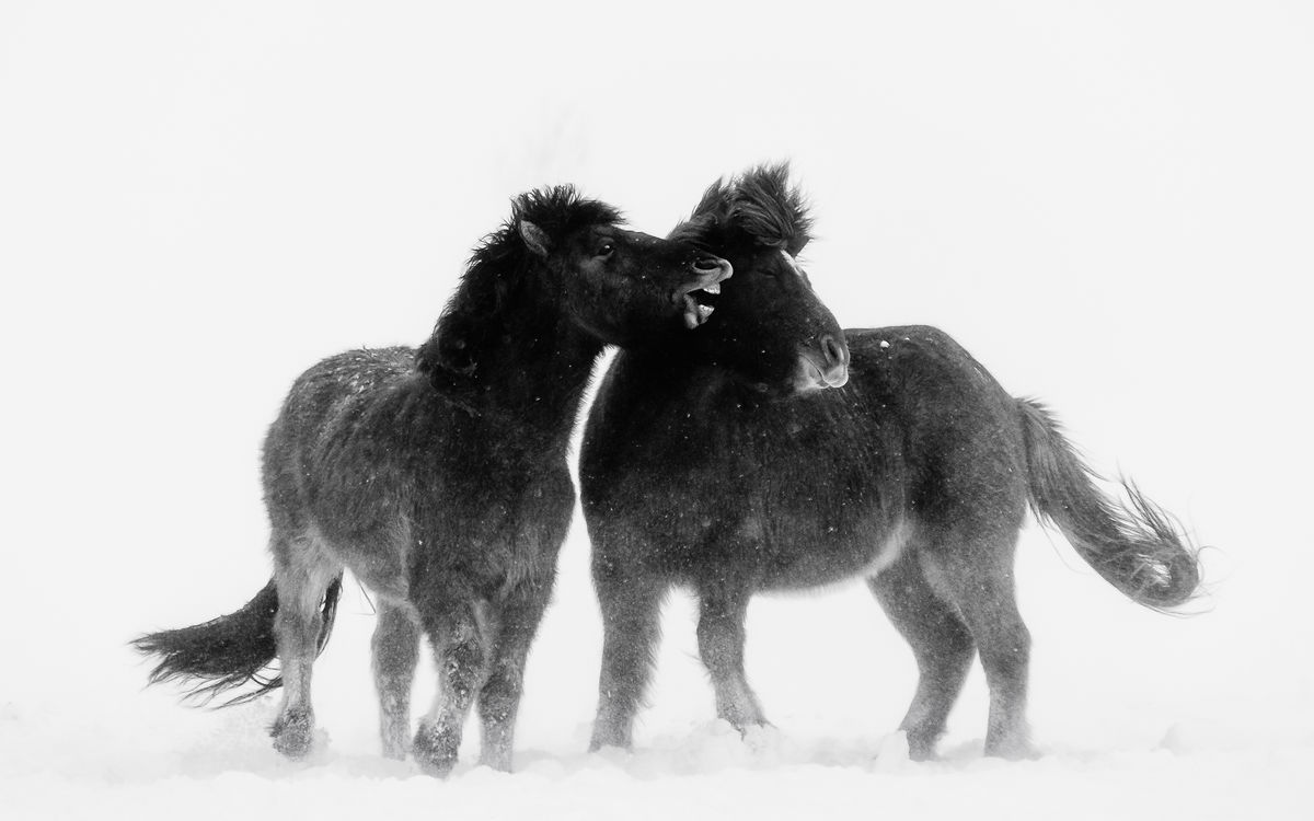 Szakolczai Krisztina