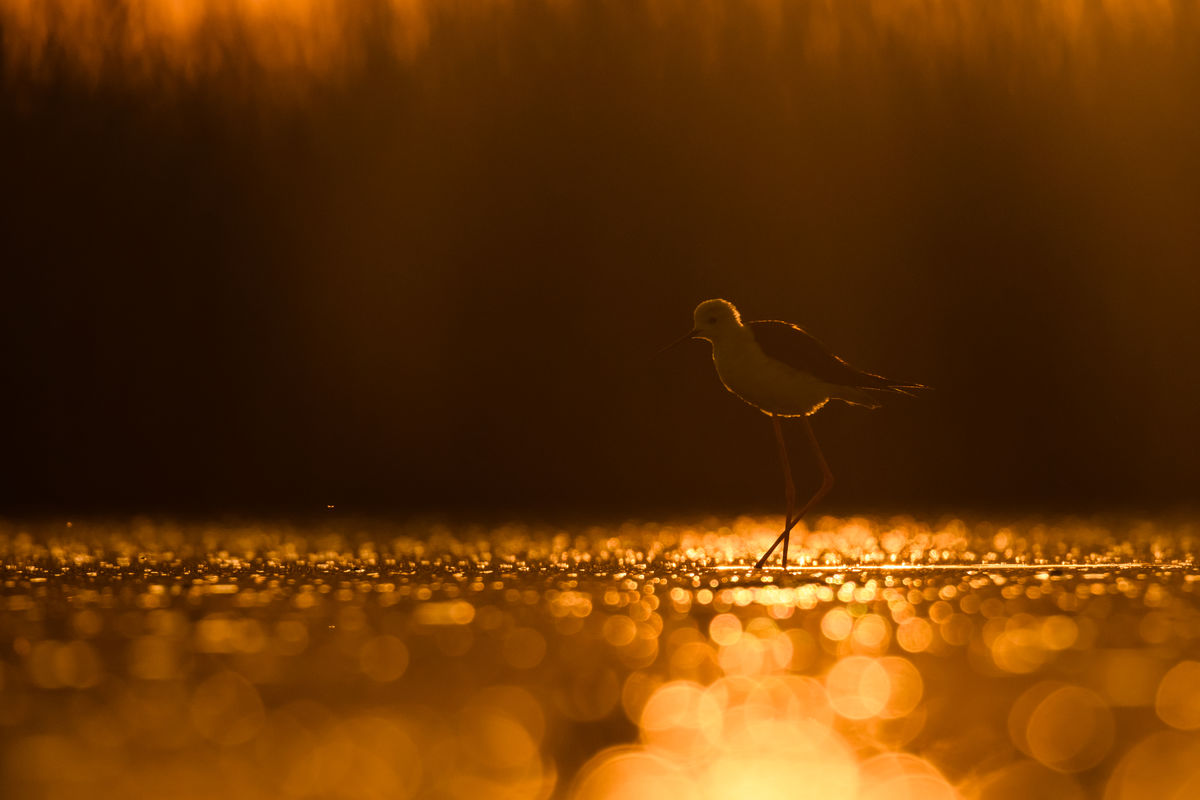 Szakolczai Krisztina