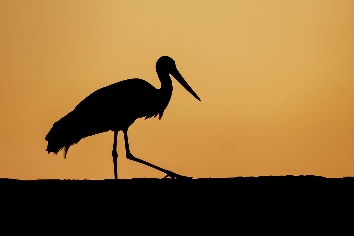 Szentkirályi Ádám