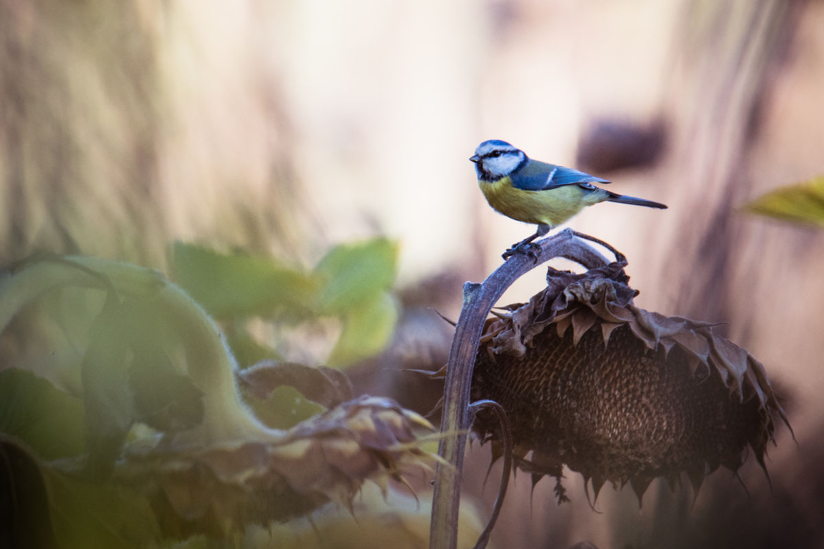 Gémné Kovács Anita