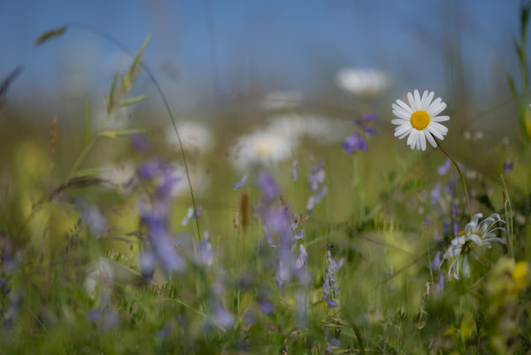 Vadvirágok között