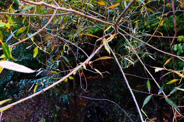 Őrségi növényi DNS