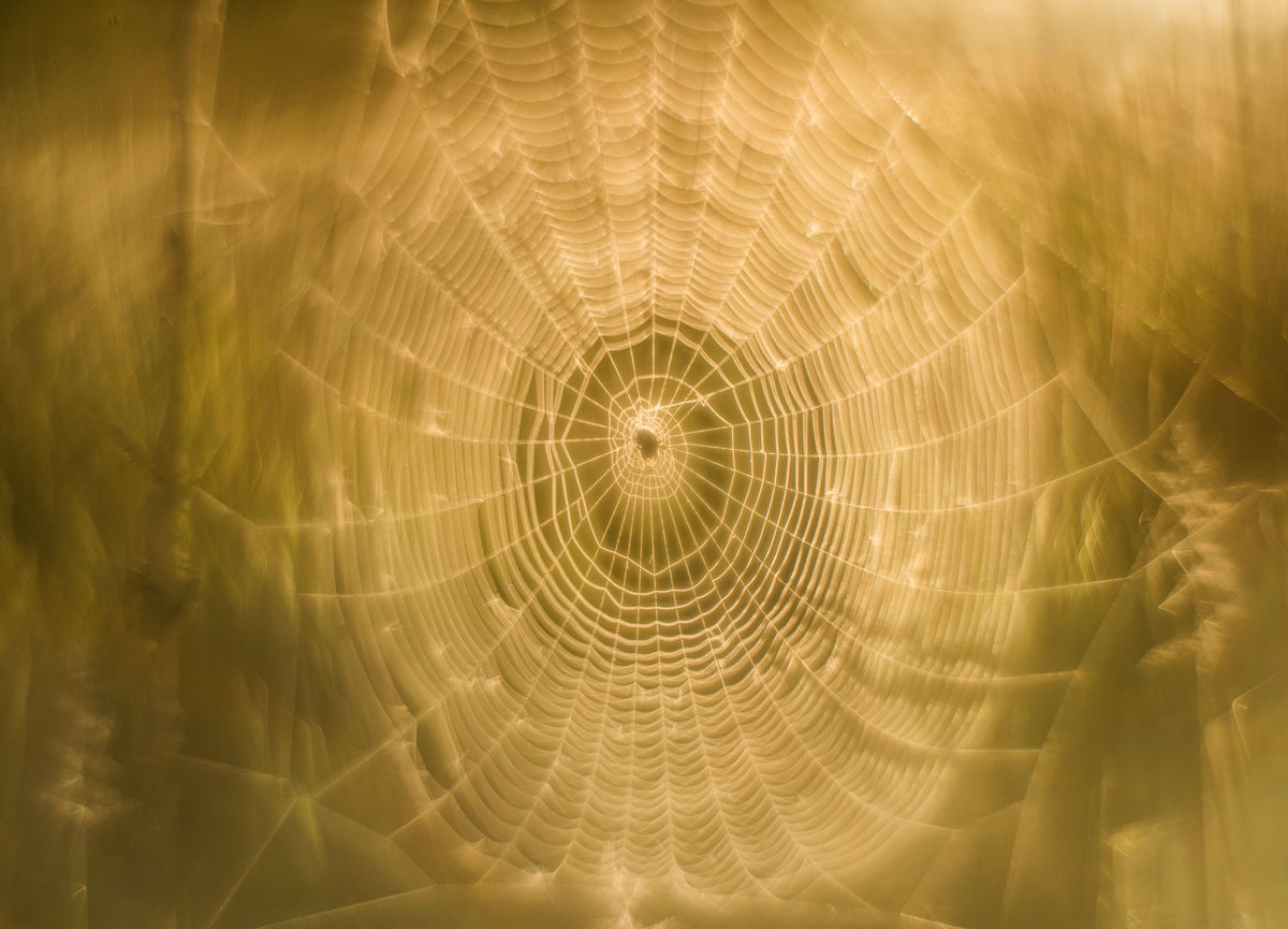 Szakolczai Krisztina