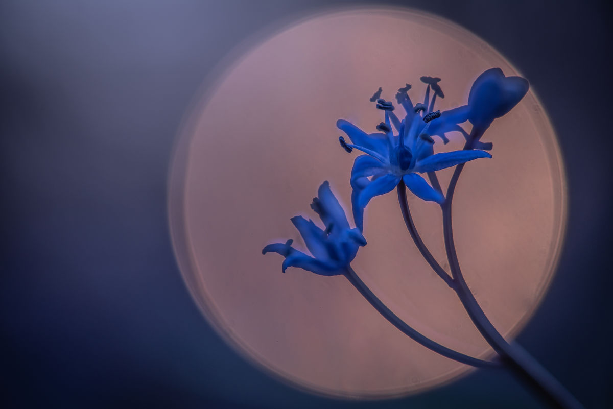 Darányiné Bakos Éva