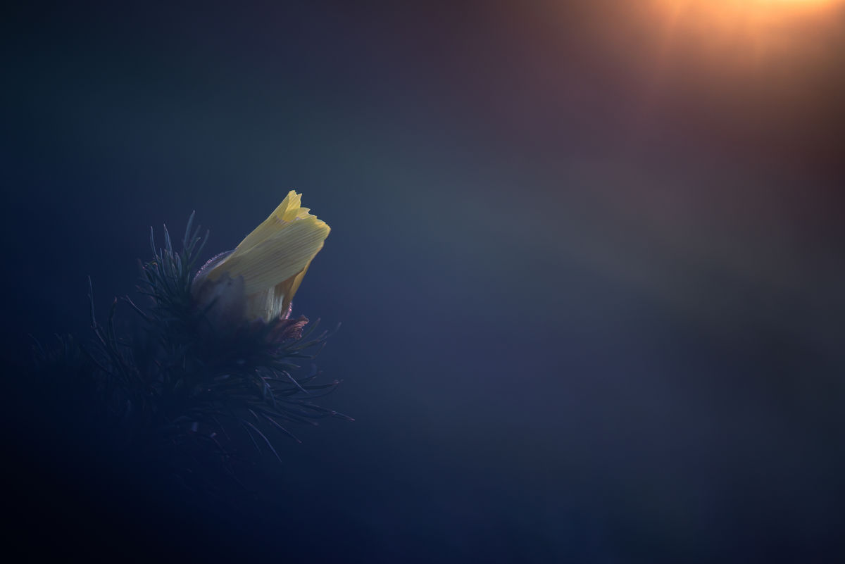 Darányiné Bakos Éva