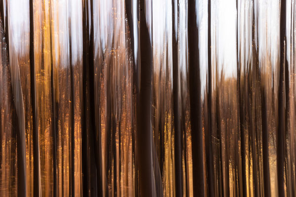 Rege az őszi bükkösről