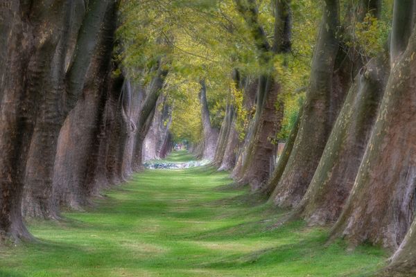 Jankovich-telepi platán-sor