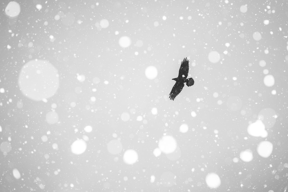 Darányiné Bakos Éva