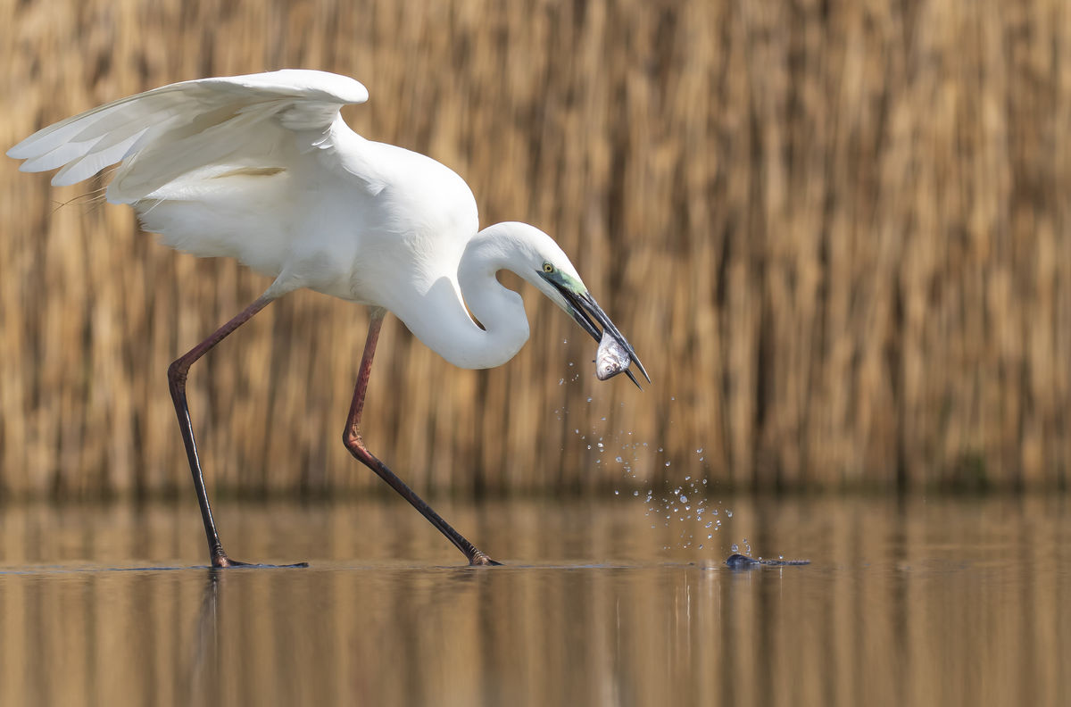 Szentkirályi Ádám