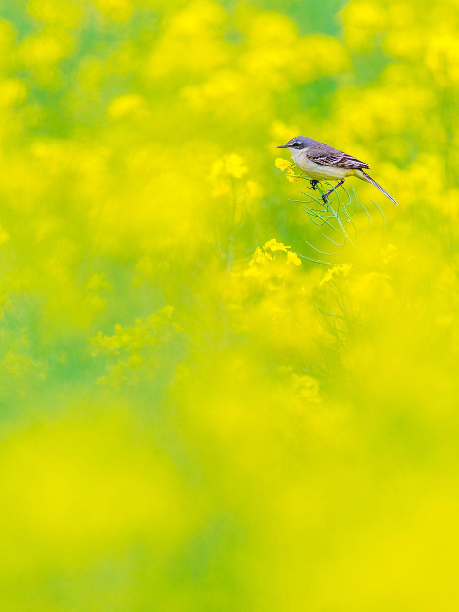 Koncz-Bisztricz Tamás