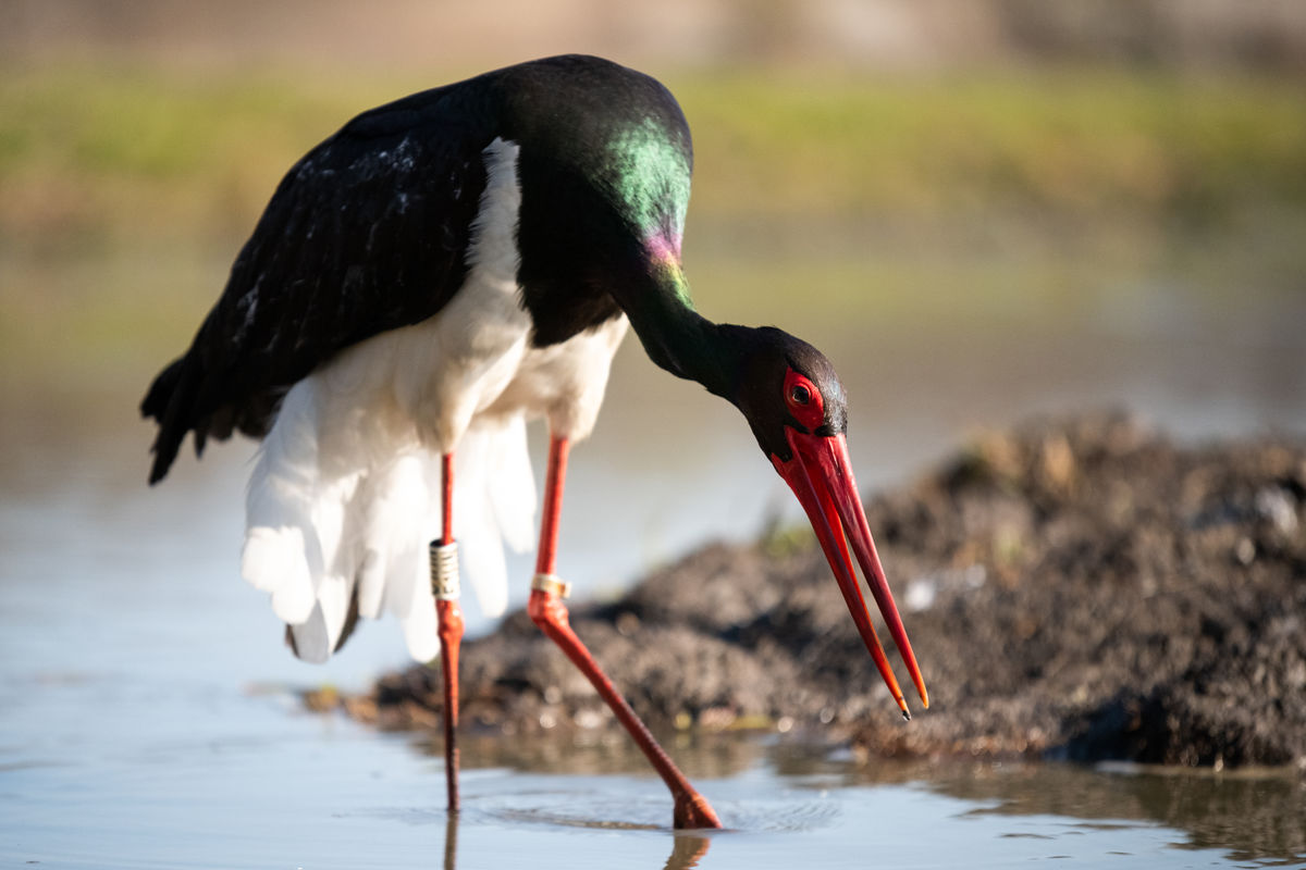 Gémné Kovács Anita