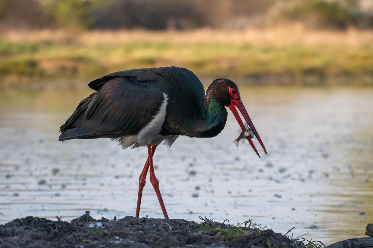 Gémné Kovács Anita