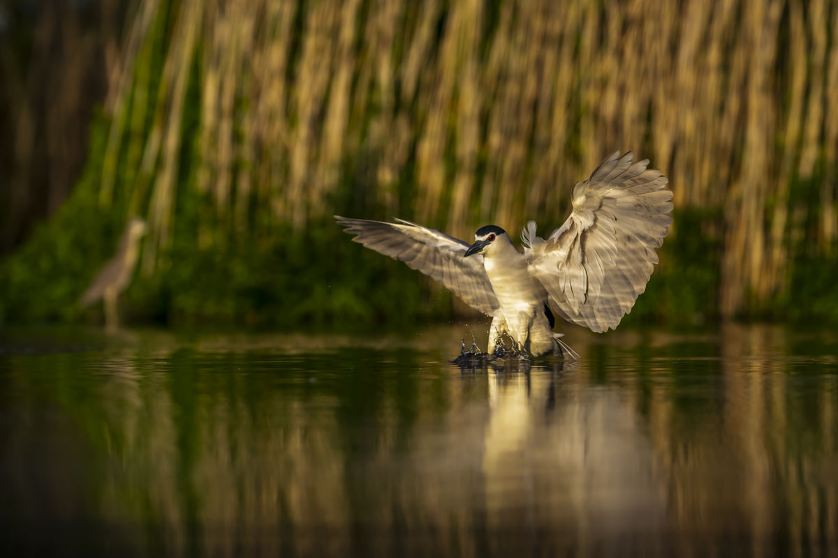 Szentkirályi Ádám