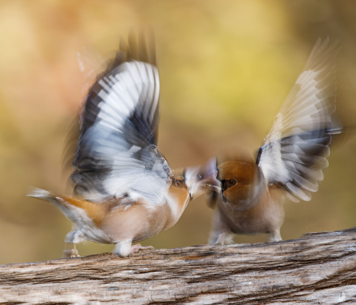 Gyenti-Kálvin Kinga