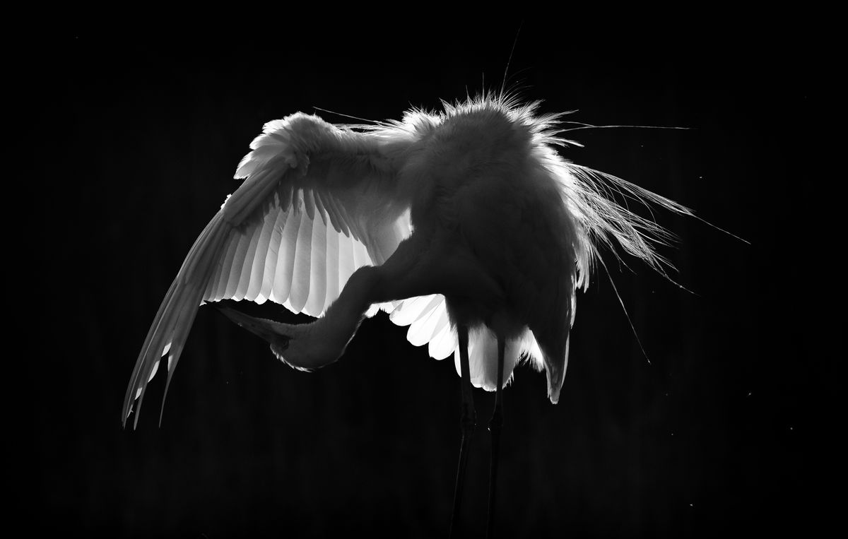 Szakolczai Krisztina