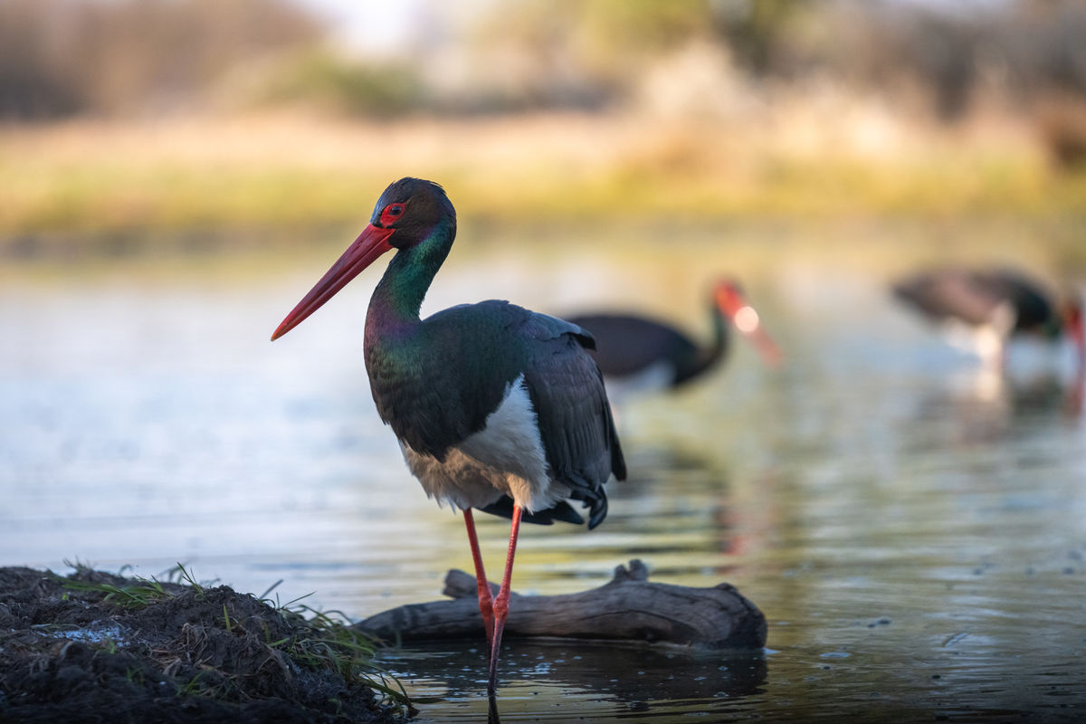Gémné Kovács Anita