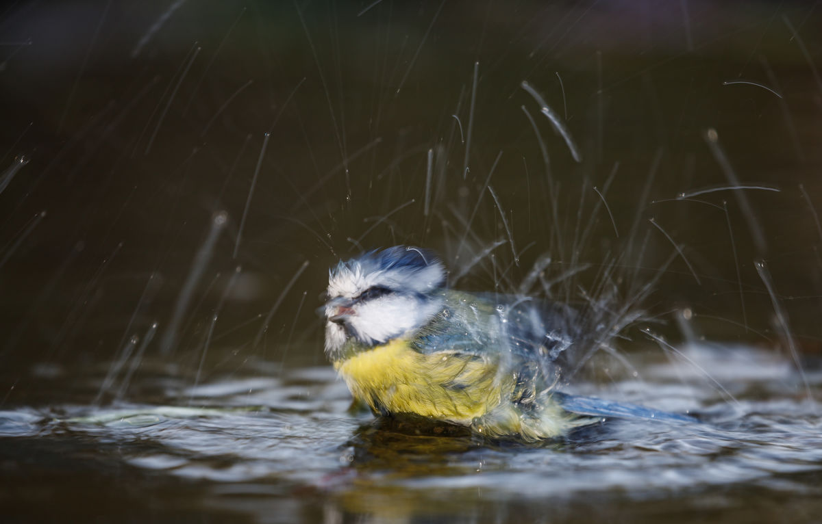 Gyenti-Kálvin Kinga