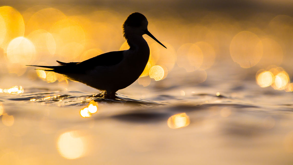 Koncz-Bisztricz Tamás