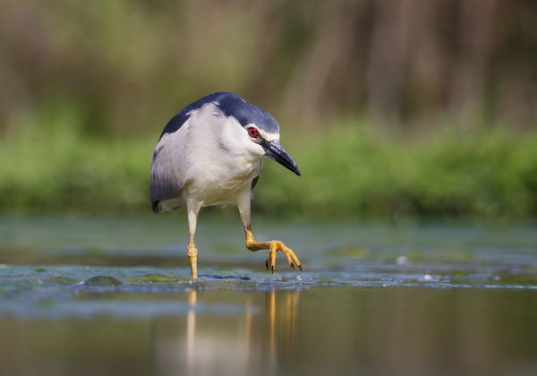 Futómű beállítás
