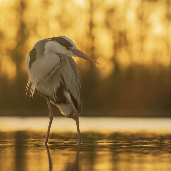 Aranyfüggöny előtt