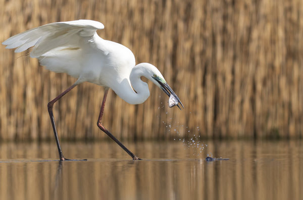 Kérész életű kárász
