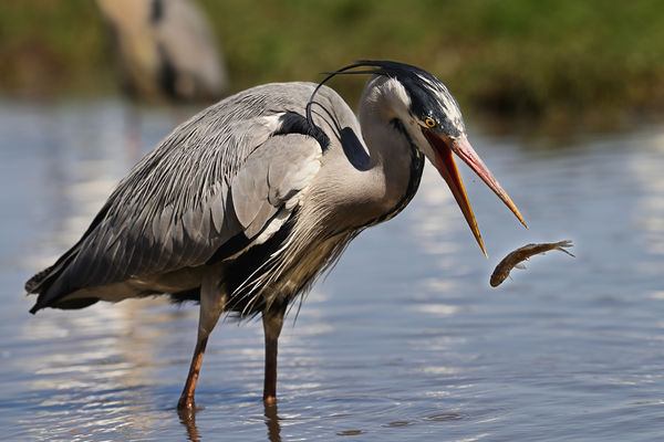 Csőr és víz között