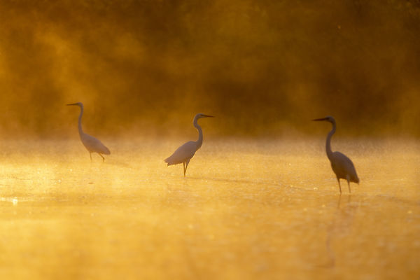 Aranyban ég a vízpart...