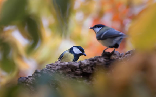 Novemberben a kertemben