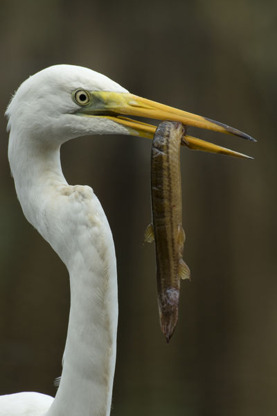 Csíkkirály trónfosztása