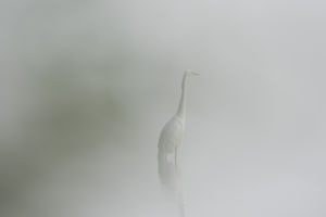 fehér a ködben fehér a ködben