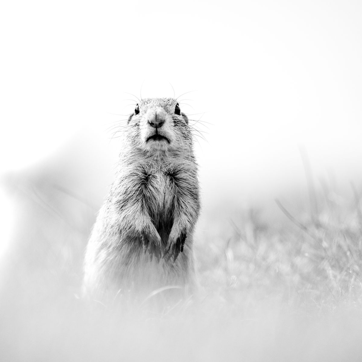 Gyenti-Kálvin Kinga