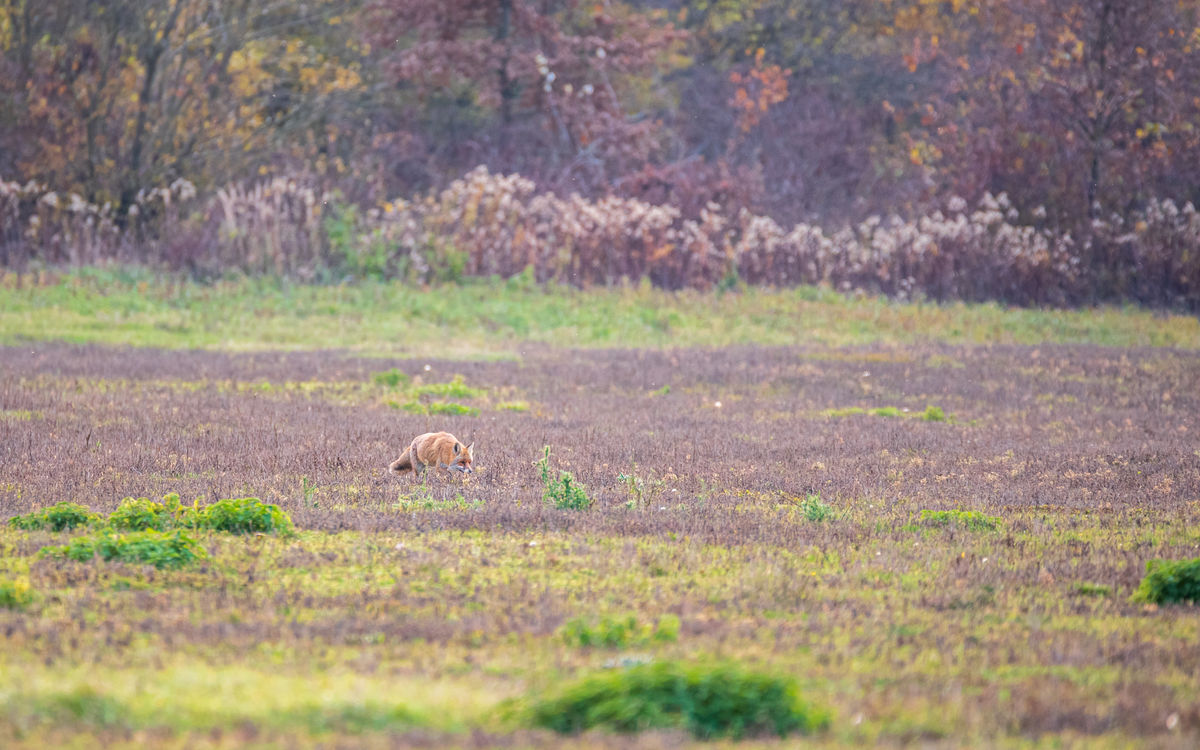 Benke Péter Valentin