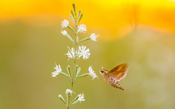 Repülés napnyugtakor