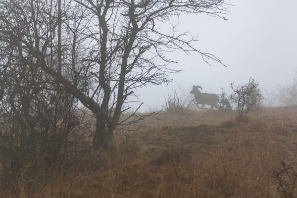 Köd előttem, köd mögöttem