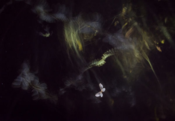 Az araszoló festménye