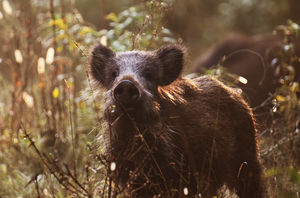 Kíváncsiság Kíváncsiság