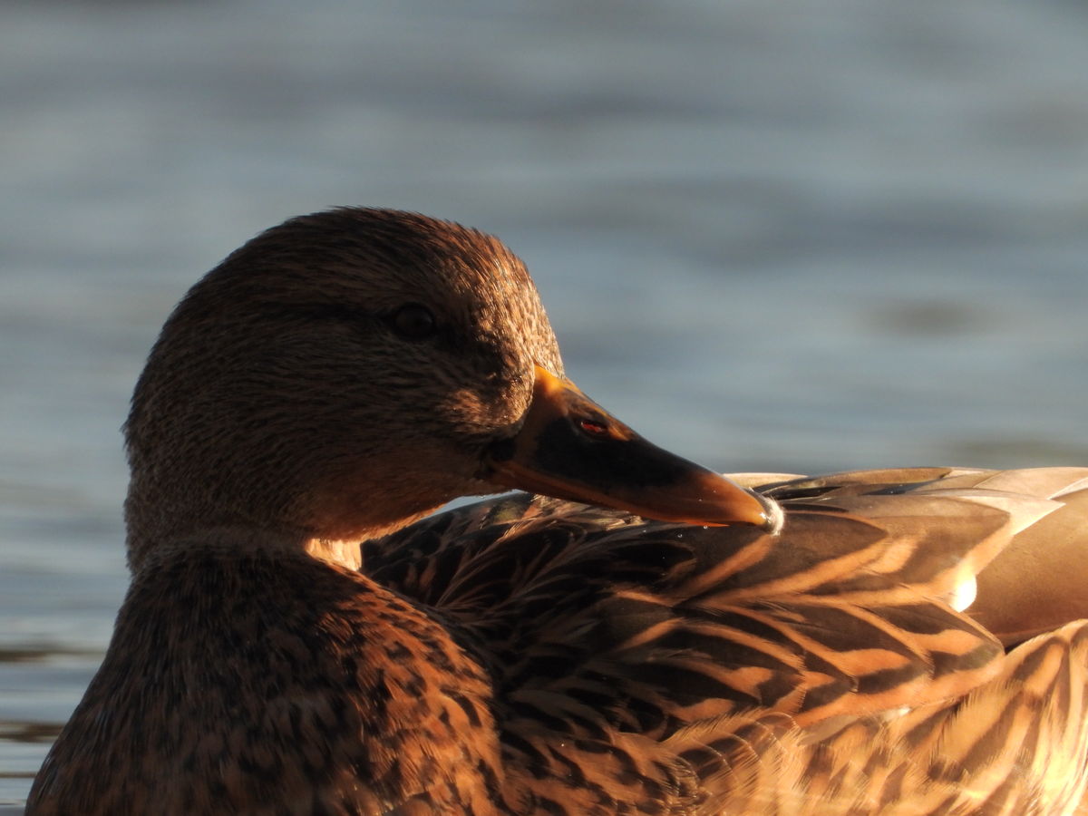 Kónya Máté Bertalan