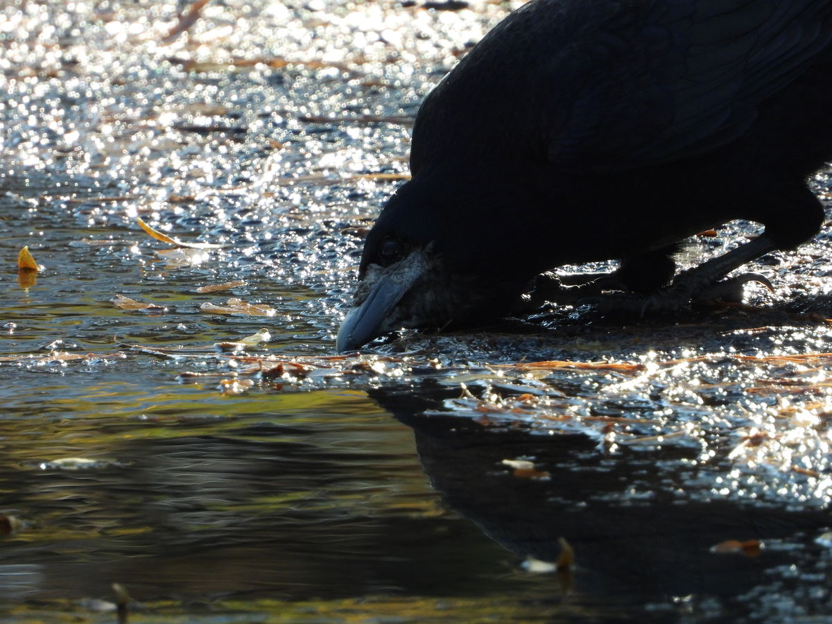 Kónya Máté Bertalan