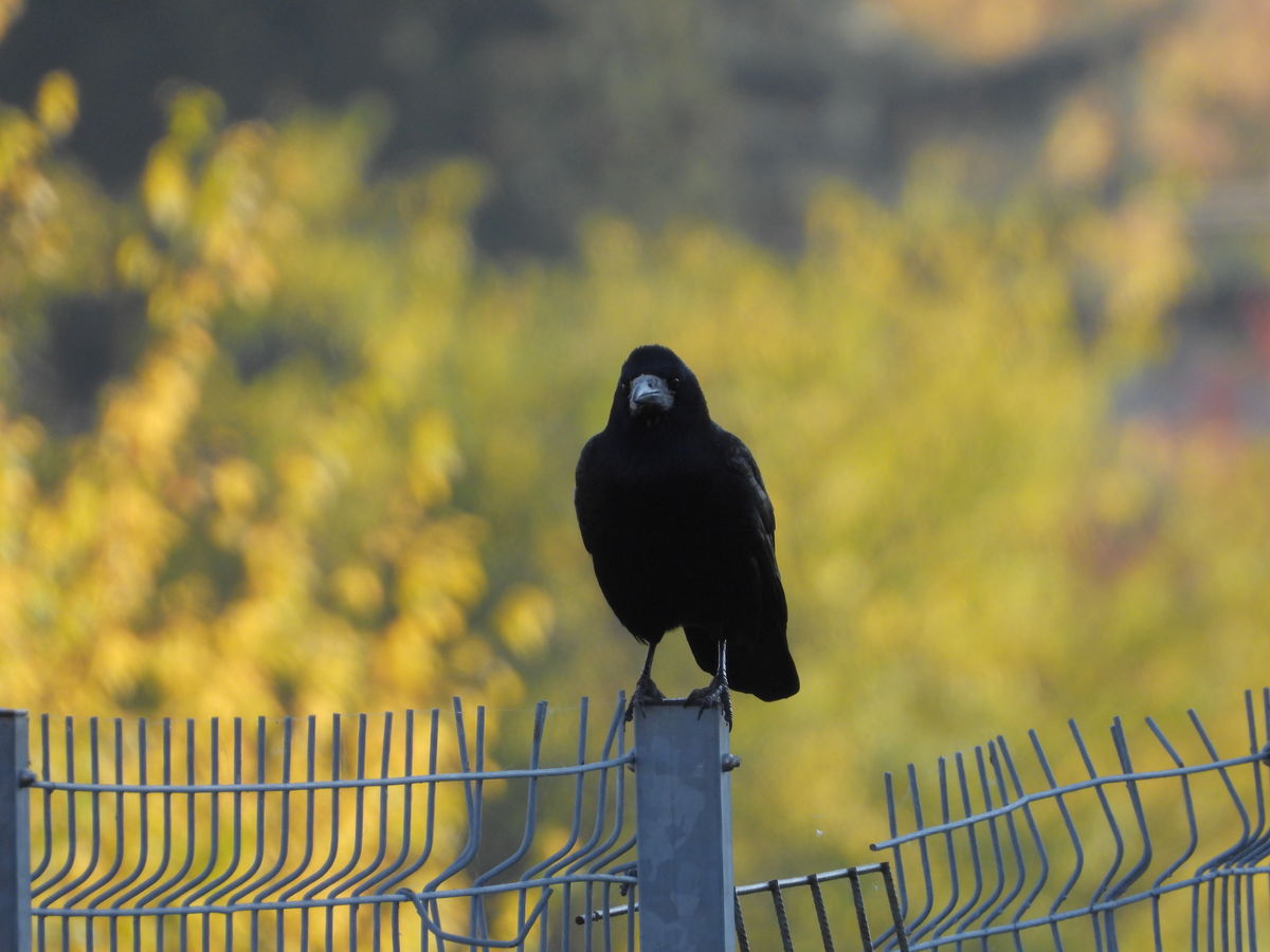 Kónya Máté Bertalan