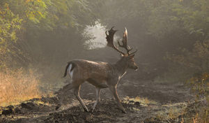 Tarvadak álma  Tarvadak álma