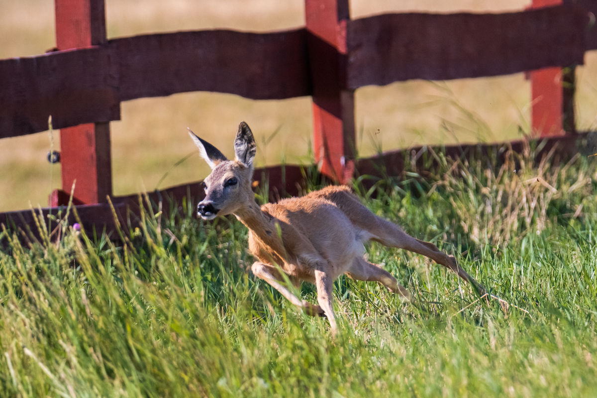 Gémné Kovács Anita