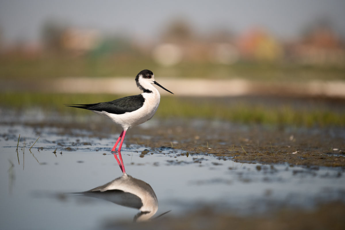 Gémné Kovács Anita