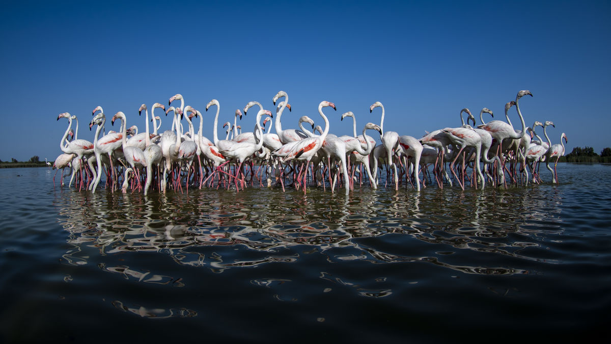 Szentkirályi Ádám