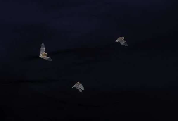 Éjszakai cirkálók