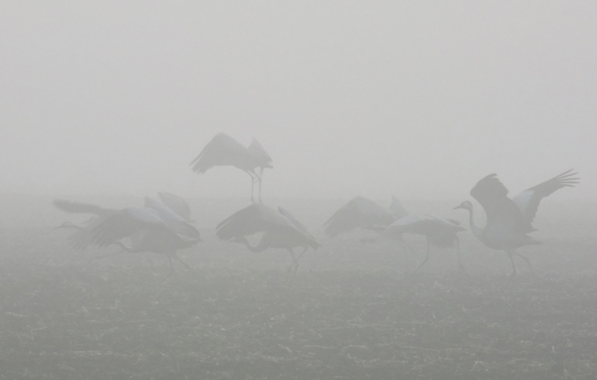 Horváth-Papp Zsuzsanna