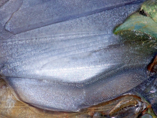 Törékeny szerkezet