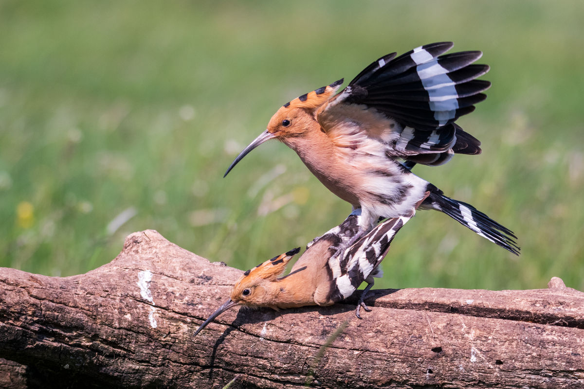 Gémné Kovács Anita