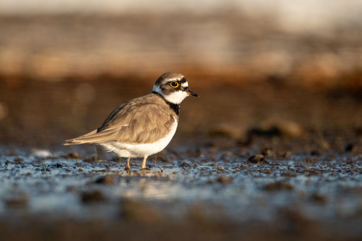 Gémné Kovács Anita